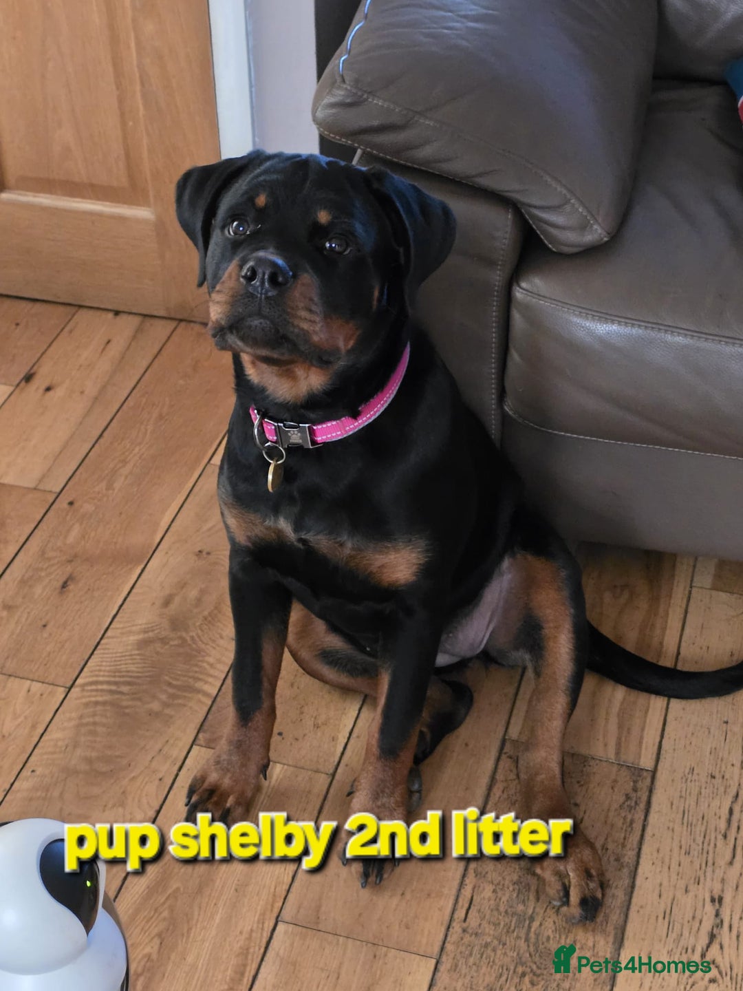 Rottweiler dogs for sale: (KC) REX & DELLAS FINAL LITTER OF QUALITY PUPS - Image 32