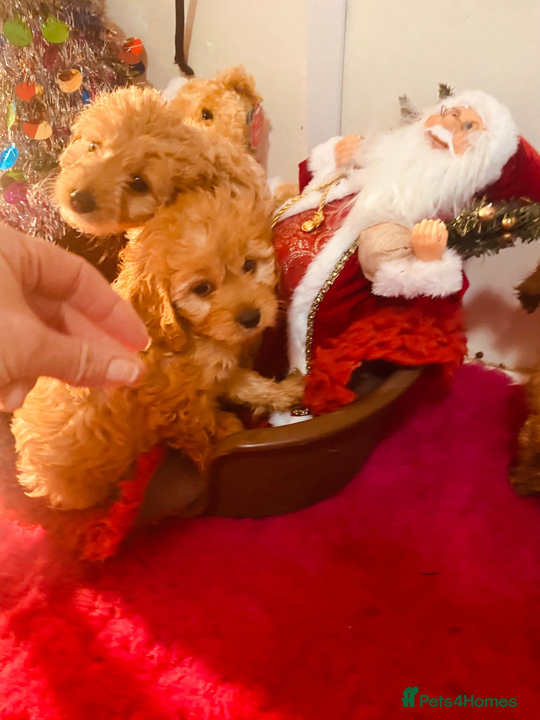 Cavapoo dogs for sale: F1 cavapoo puppys girls and boys  - Advert 6