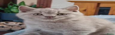 British Shorthair 1