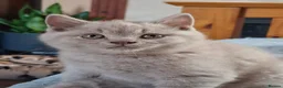 British Shorthair cats for sale: British B.S.H. 3 boys for sale - Advert 9