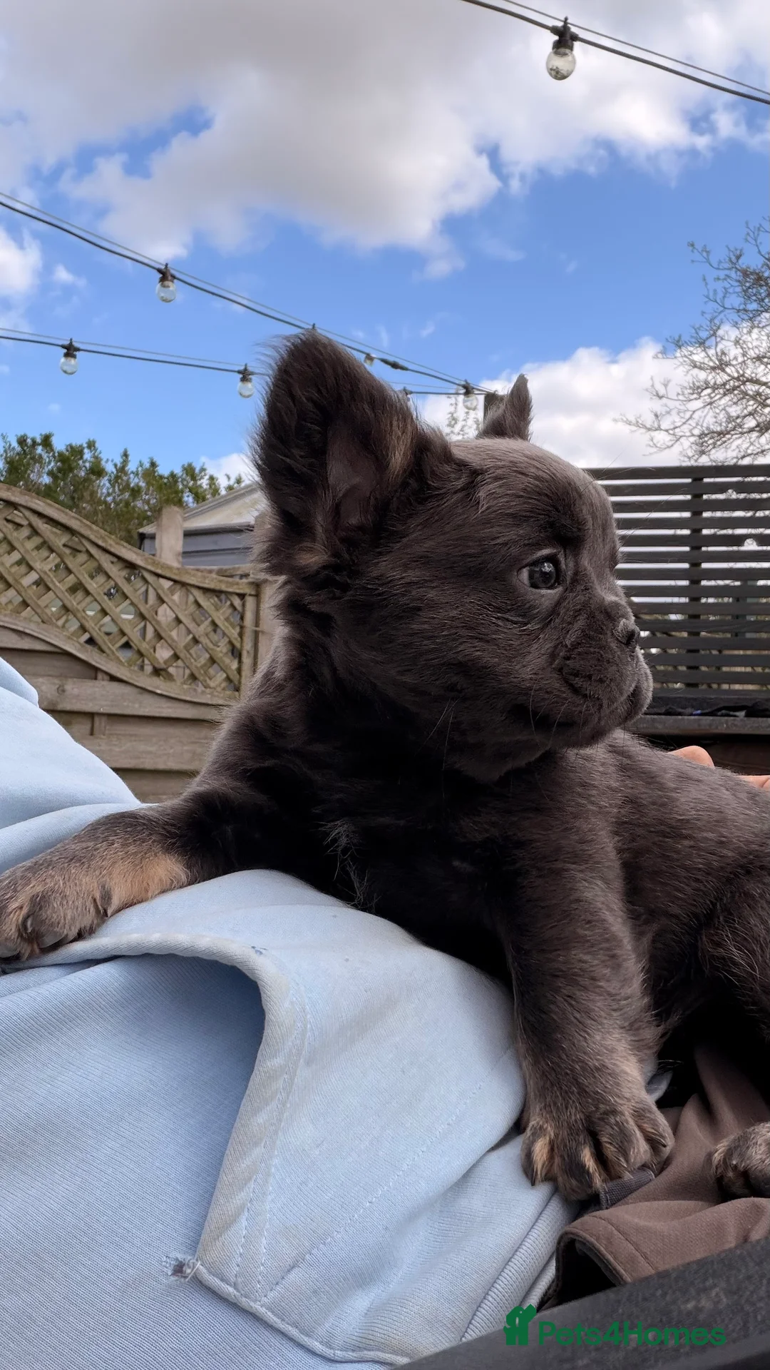 French Bulldog dogs for sale: beautiful french bulldog pups  - Advert 2