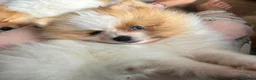 Pomeranian dogs for sale: READY TO LEAVE !! - Advert 4