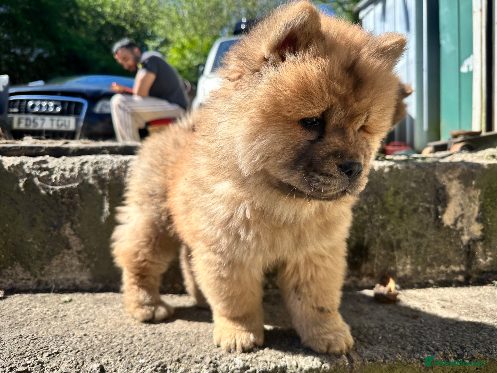 Chow Chow dogs for sale: Chow chow  - Advert 1
