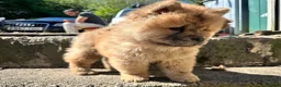 Chow Chow dogs for sale: Chow chow  - Advert 1