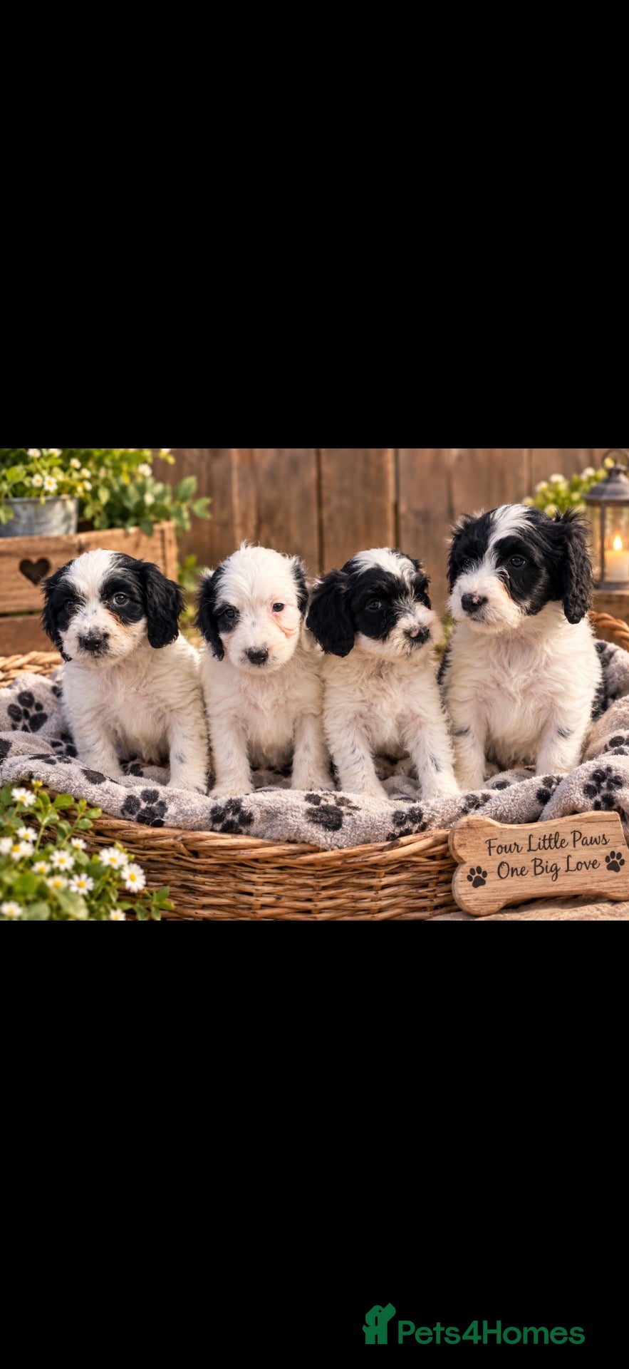 Cockapoo dogs Ready2leave bitches and dog still available 🩷🩵 - Advert 2