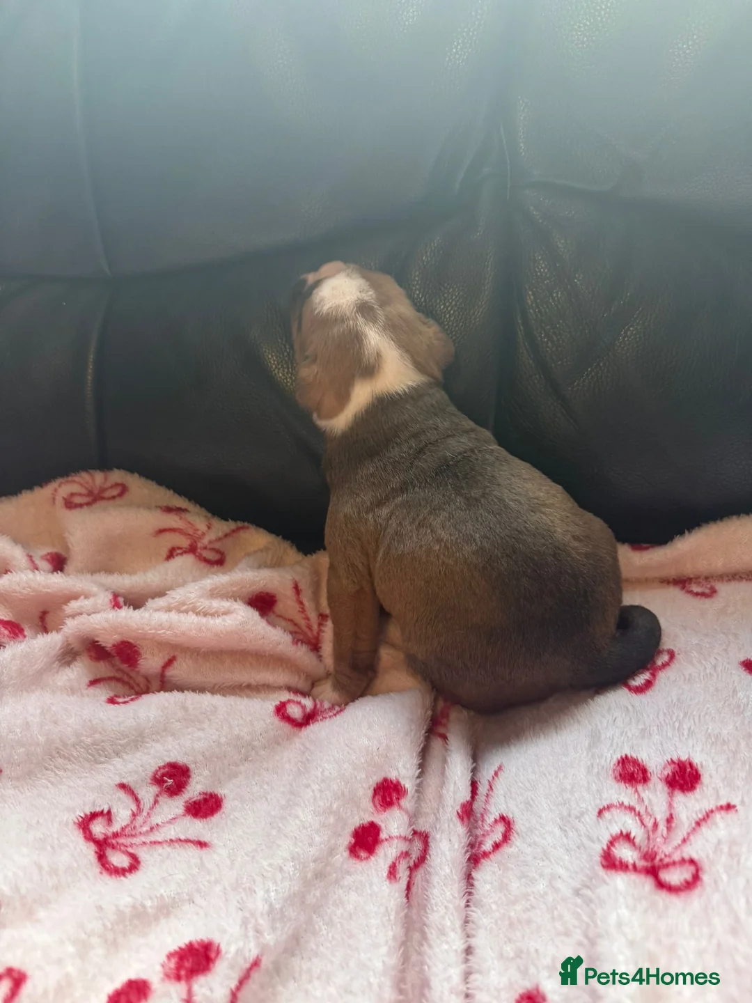 Mixed Breed dogs for sale: Old tyme/ old english bulldogs - Advert 2