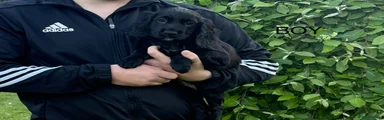 Cocker Spaniel Puppy 2
