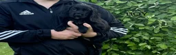 Cocker Spaniel dogs for sale: Beautiful cocker spaniel puppies in Street - Advert 5