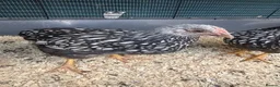 Chickens poultry for sale: Pure Silver Laced Wyandotte Cockerels x 2 in Slough - Advert 5