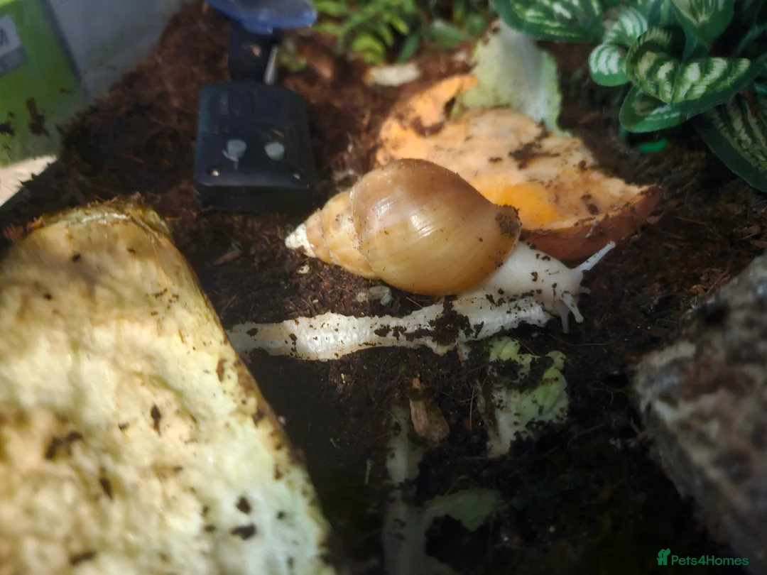 Snails invertebrates for sale: Giant african land snails - Advert 1