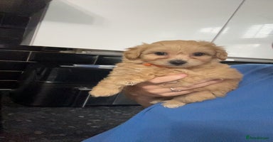 Maltipoo dogs - Advert 8