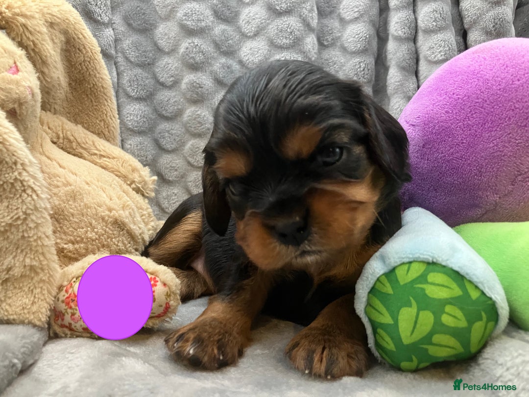 Cavalier King Charles Spaniel dogs for sale: KC Registered Puppies from Health Tested Parents  - Image 2