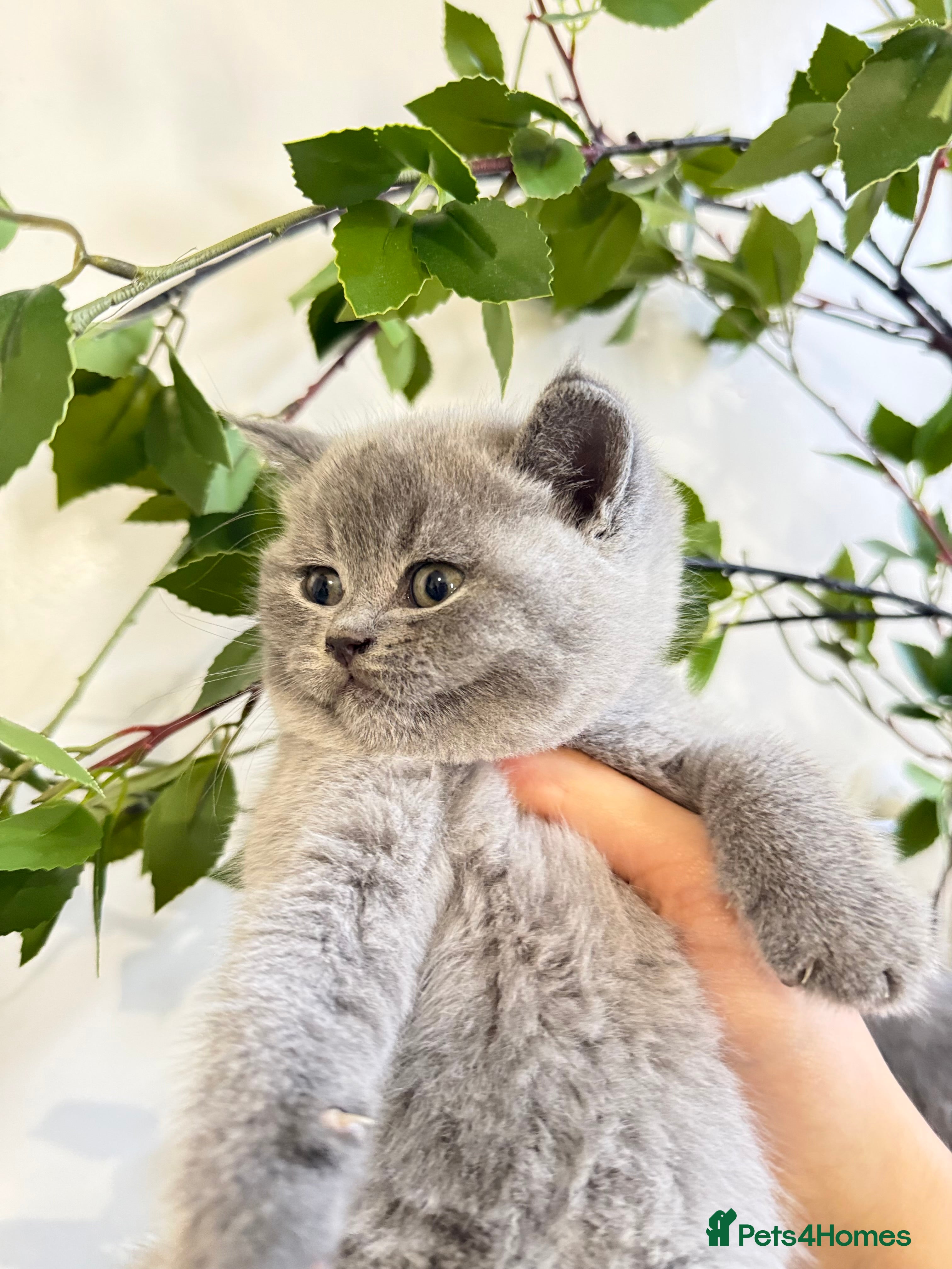 British Shorthair cats 100% Pure Pedigree champ LuXURY Bsh - Advert 4