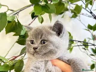 British Shorthair cats 100% Pure Pedigree champ LuXURY Bsh - Advert 1