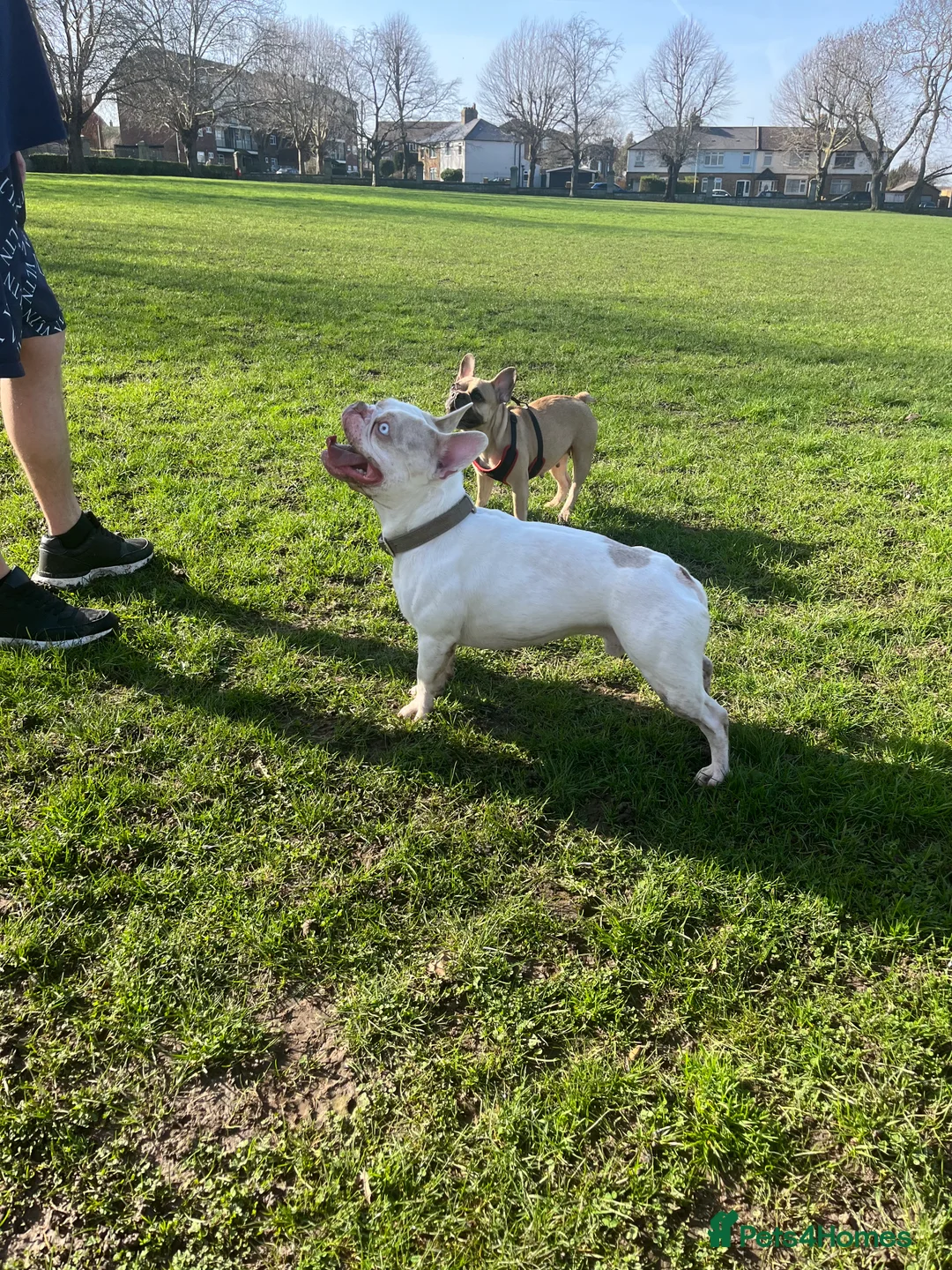 French Bulldog dogs for sale: Minimum of 6 French bulldogs puppies  in Swanscombe - Advert 6