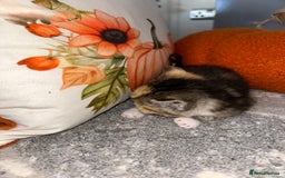Sokoke cats for sale: Sokoke X tabby  - Image 9