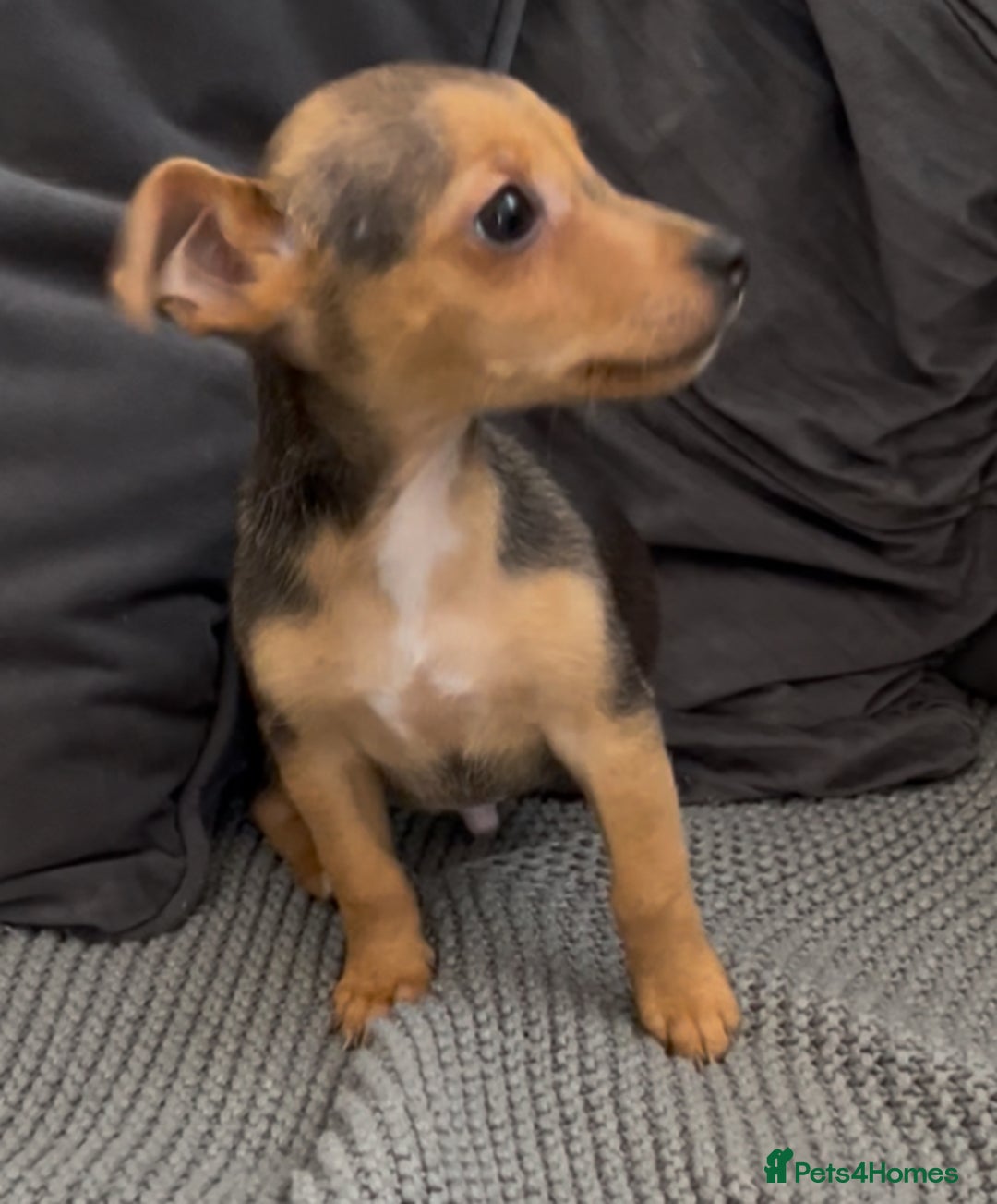 Jack Russell dogs for sale: ❤️Beautiful Jackrussels❤️ - Image 18