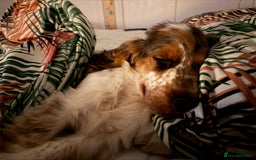 Cocker Spaniel dogs for sale: Hughie Show Coker spaniel  - Advert 3