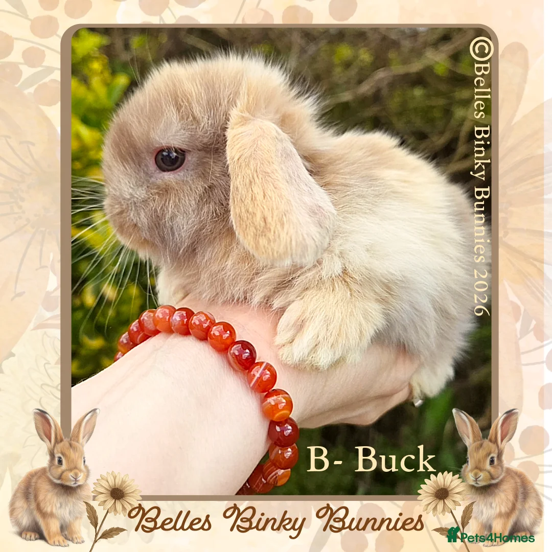 Mini Lop rabbits for sale: 🌷Pretty Baby Mini Lops 🌷 Ready 26th April 🌷 - Advert 1