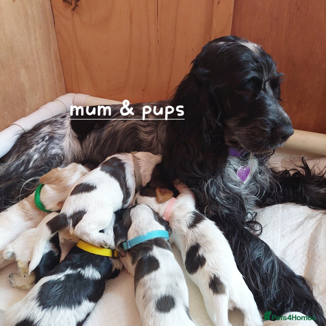 Cocker Spaniel dogs for sale: Kc Reg show type cocker spaniel puppies  - Image 1