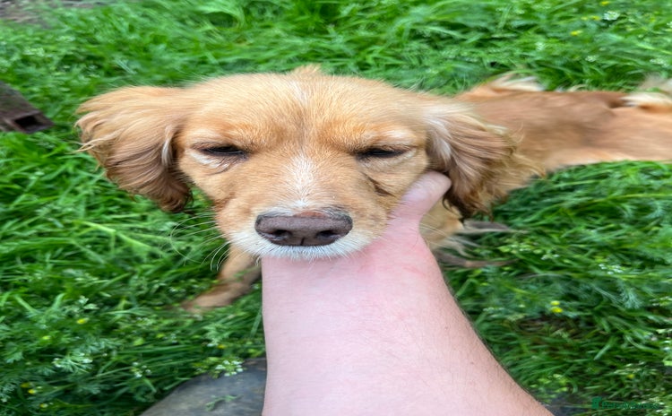 Cocker Spaniel dogs - Advert 5