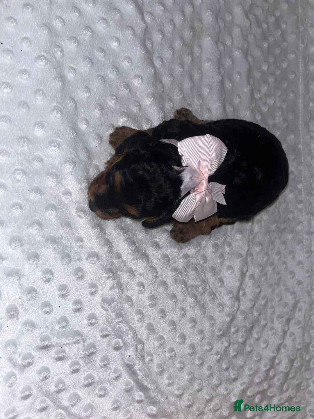 Cockapoo dogs for sale: Cocapoos f1  - Image 15