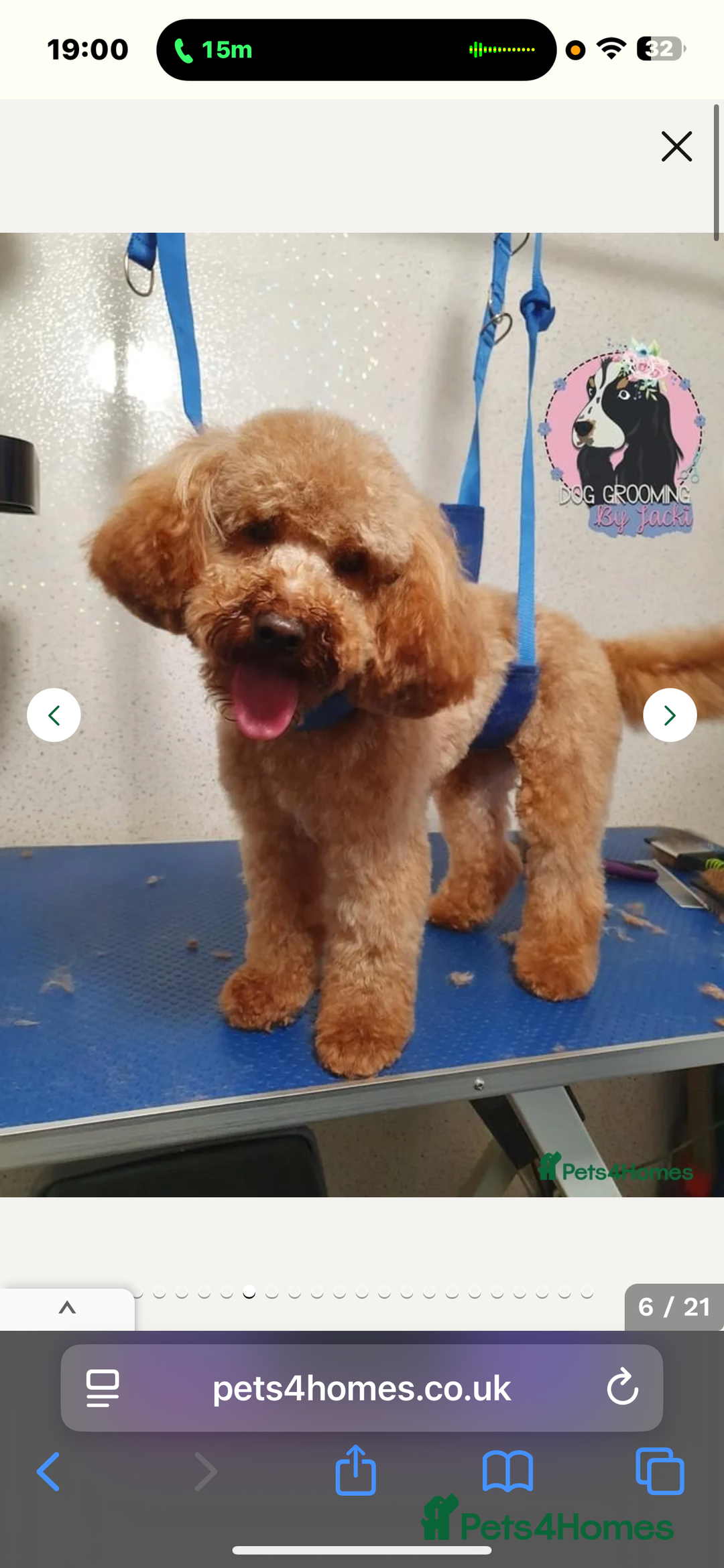 Schnoodle dogs for sale: Miniature Poodle X Schnoodle pups for sale - Image 17