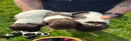 English Springer Spaniel dogs for sale: 7 working English springer spaniel pups.  - Advert 4