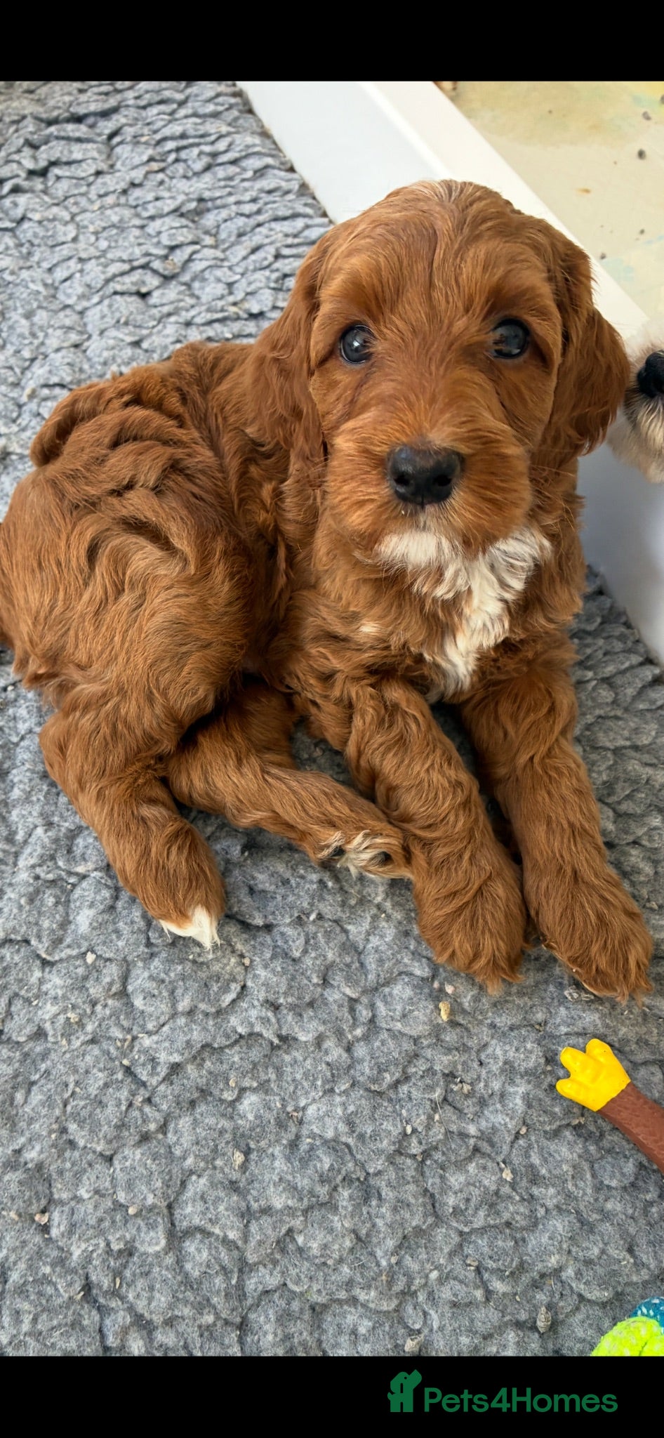 Australian Labradoodle dogs Australian Labradoodle - Advert 1