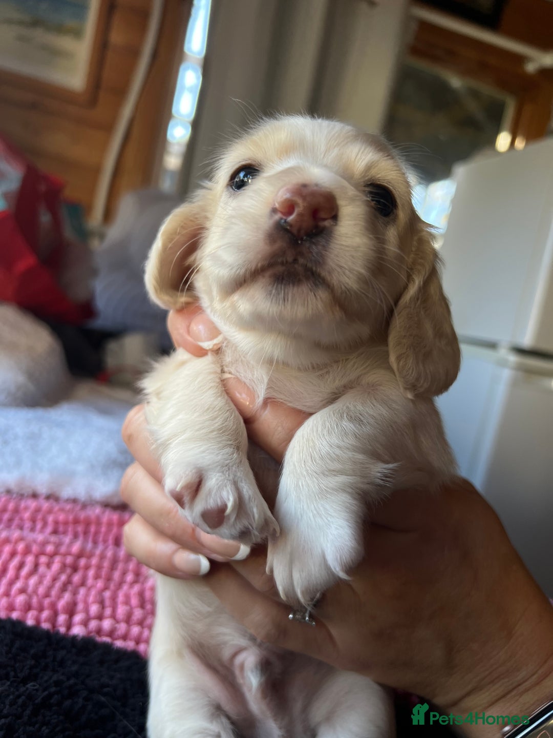Dachshund dogs for sale:  Cream long haired miniature Dachshund - Image 23