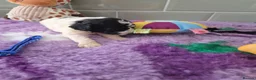 Saint Berdoodle dogs for sale: Miniature F1b Saint Bernadoodles  - Advert 21