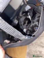 Mixed Breed dogs Beautiful pointer lab pup! Last girl left 😍 - Advert 13