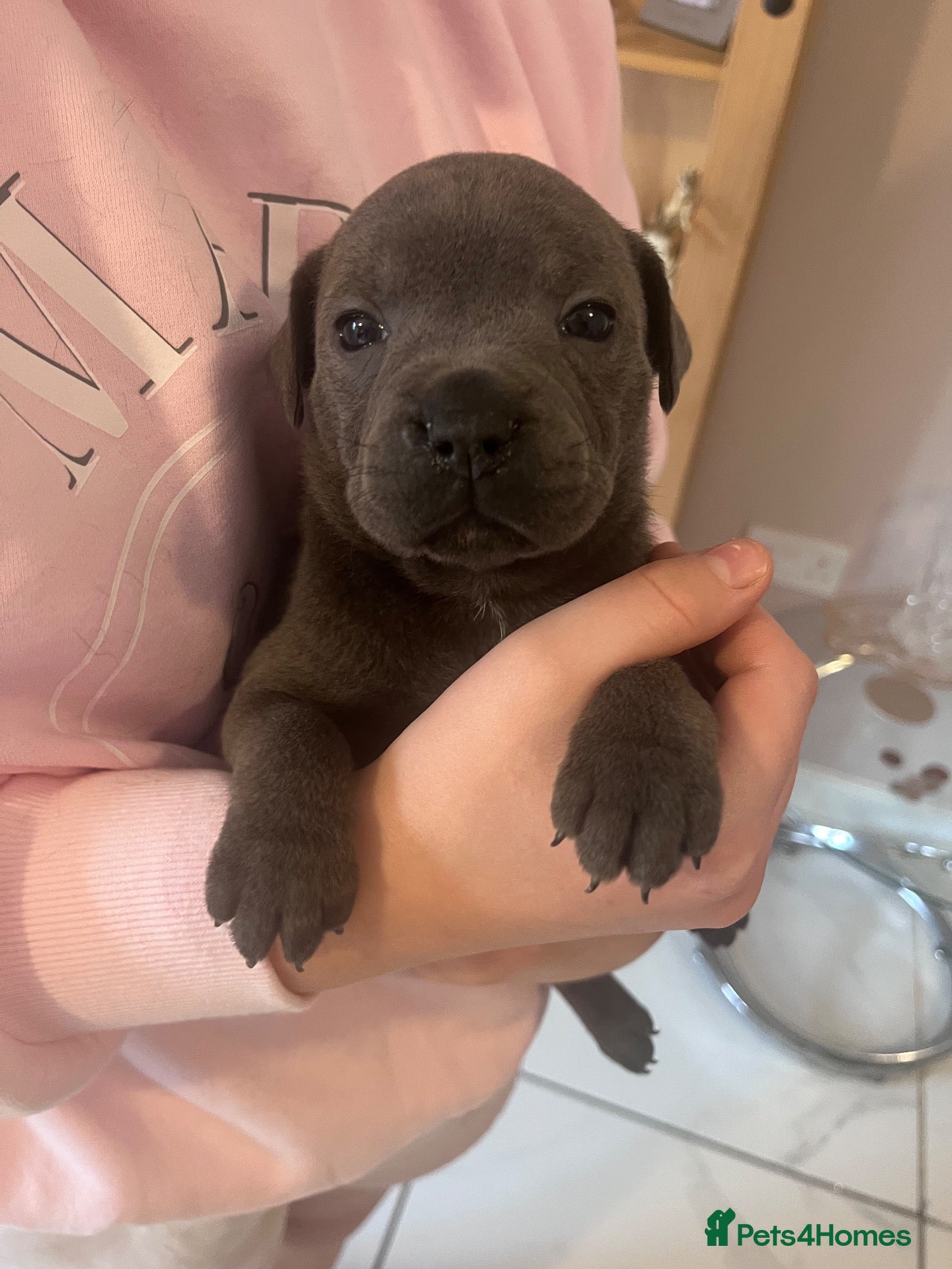 Staffordshire Bull Terrier dogs for sale: Blue Champion Bloodline - Advert 5