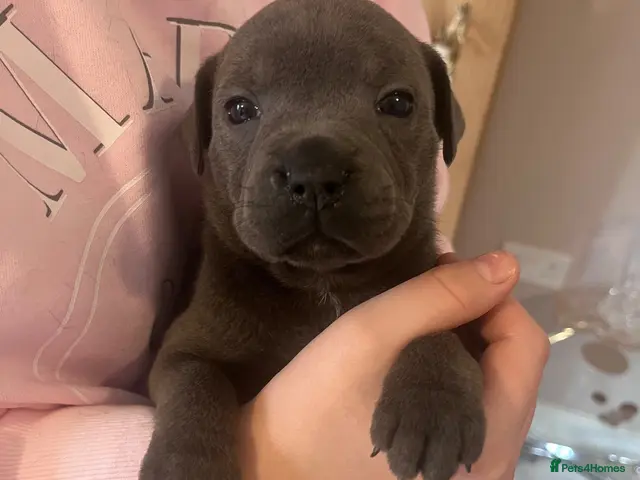 Staffordshire Bull Terrier dogs for sale: Blue Champion Bloodline - Advert 5