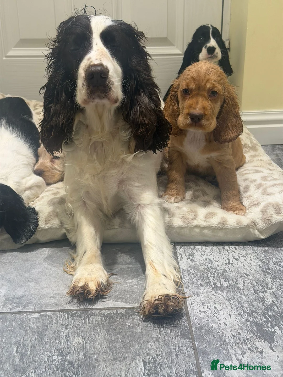 Cocker Spaniel dogs for sale: OUTSTANDING ADORABLE SHOW TYPE COCKER SPANIEL  - Advert 2
