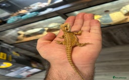 Bearded Dragon reptiles for sale: 60 Baby bearded dragons - Image 13