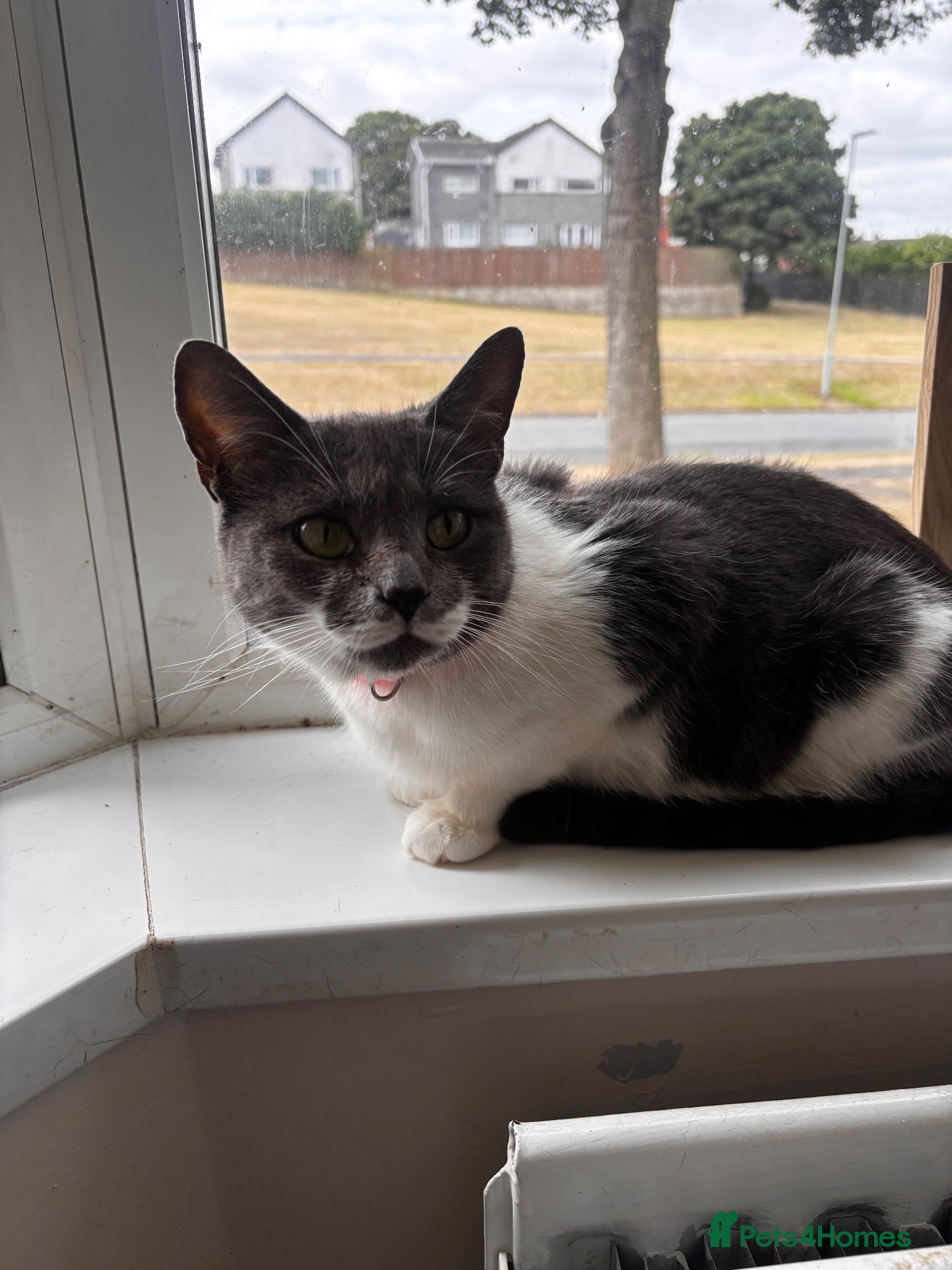 Mixed Breed cats Kitten ready for there forever home  - Advert 2
