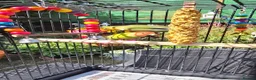 Lovebirds birds for sale: 2 Lovebirds with Large Cage Food Accessories - Advert 6