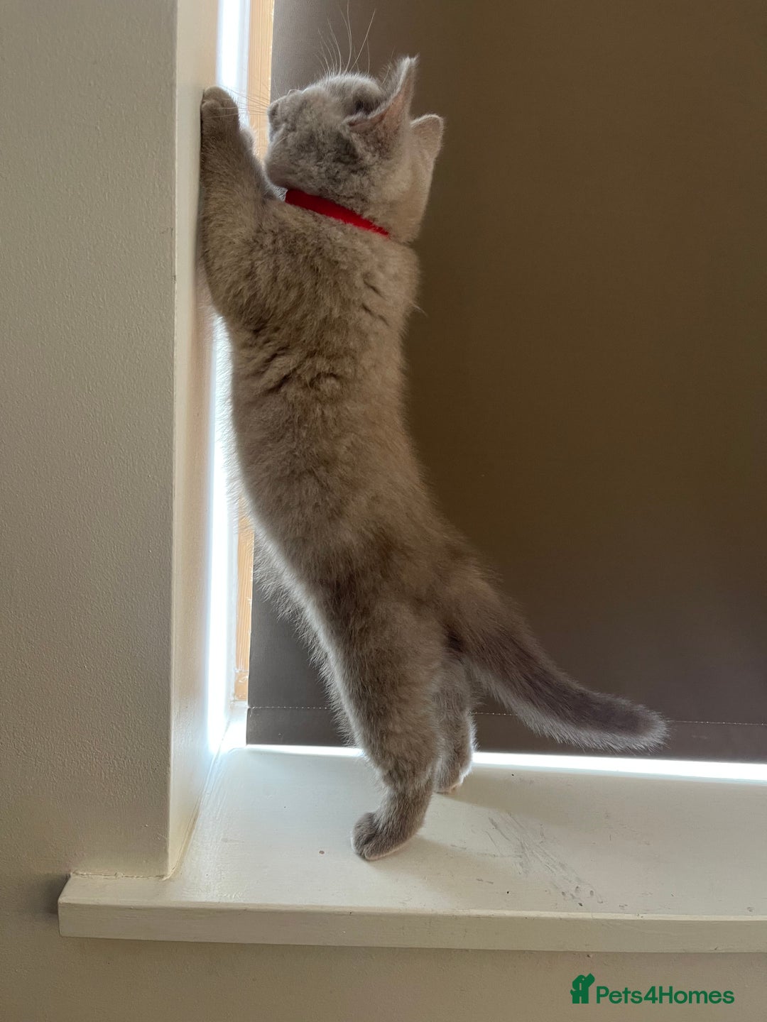 British Shorthair cats for sale: British Shorthair, Ready to be rehomed - Advert 13