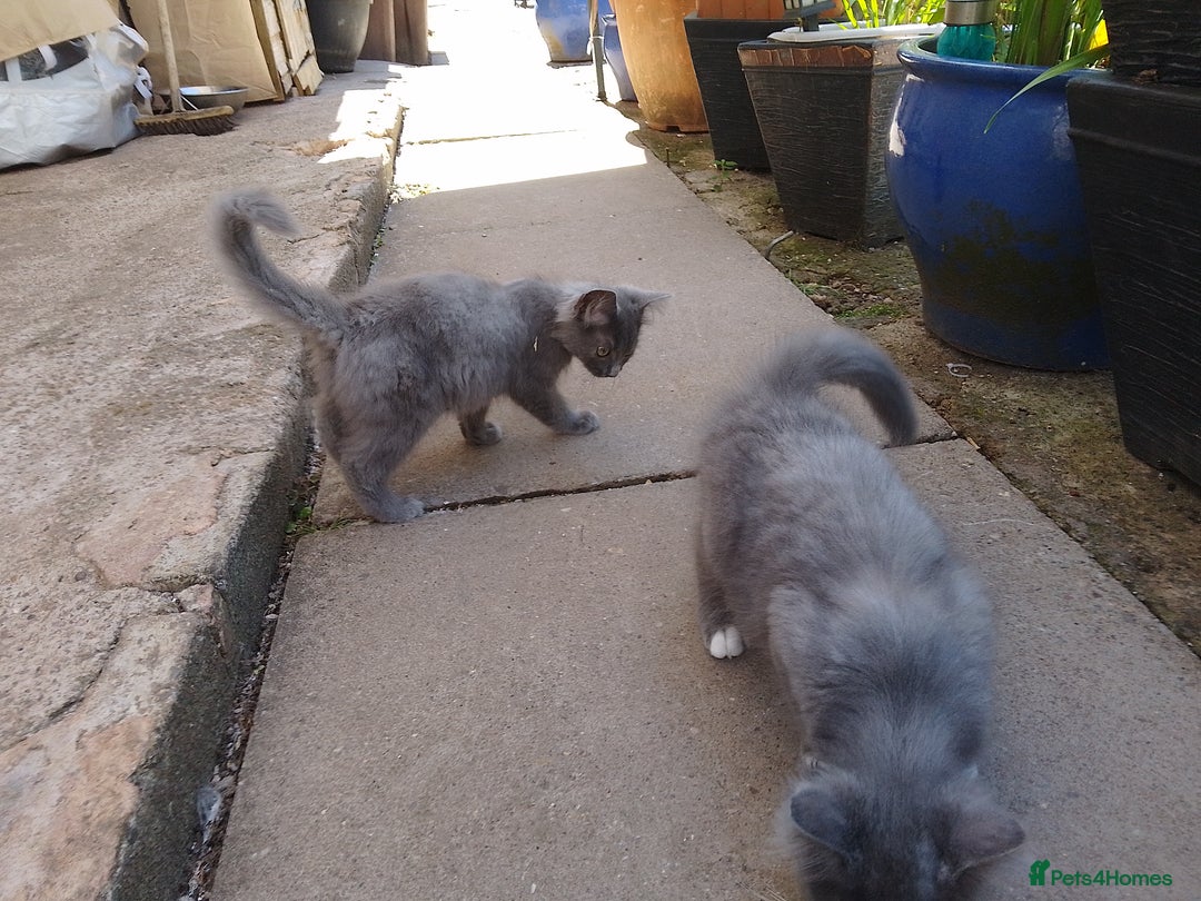Russian Blue cats for sale: Kittens  - Image 3