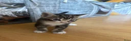 Mixed Breed cats for sale: Beautiful Kittens - Advert 4
