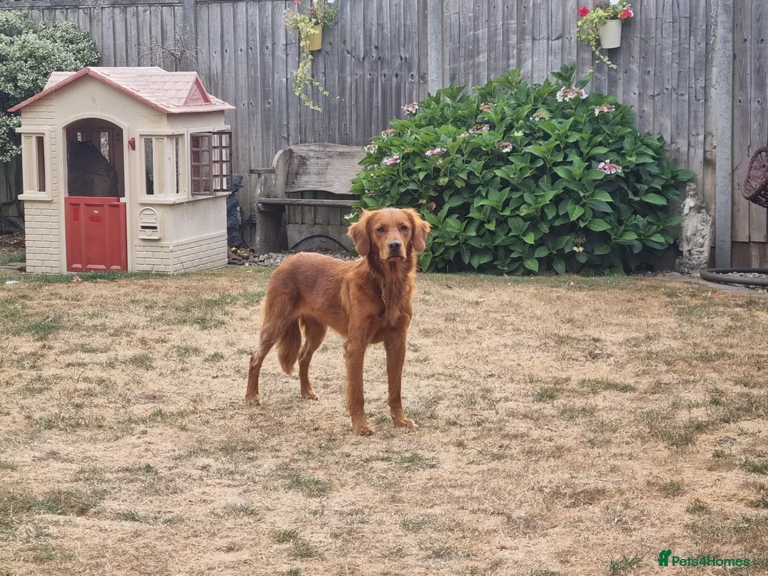 Golden Retriever dogs for sale: Bella red fox retriever  in Haywards Heath - Advert 6