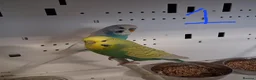 Budgerigars birds for sale: Budgies breeding pairs  - Advert 2