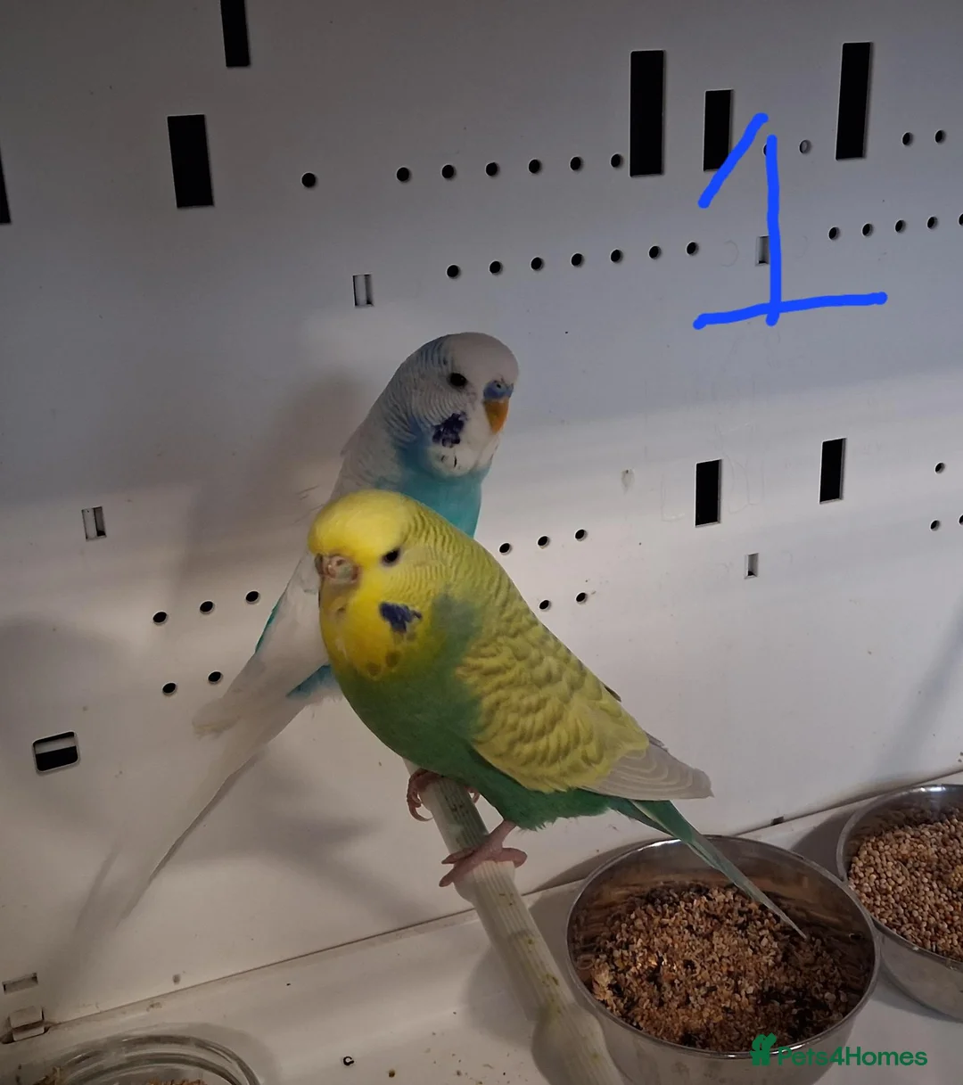 Budgerigars birds for sale: Budgies breeding pairs  - Advert 2