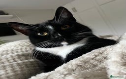 Domestic Shorthair cats for sale: 2x FEMALE 3YO CATS FOR REHOMING - URGENT - Advert 2