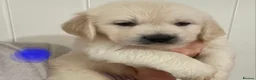 Golden Retriever dogs for sale: Outstanding Show Line KC Golden Retriever Puppies  - Advert 20