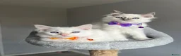 Ragdoll cats for sale: GCCF Pedigree Ragdoll kittens  - Advert 3