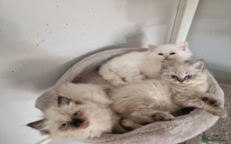 Ragdoll cats for sale: Pure loving ragdool ready for new home  - Image 20
