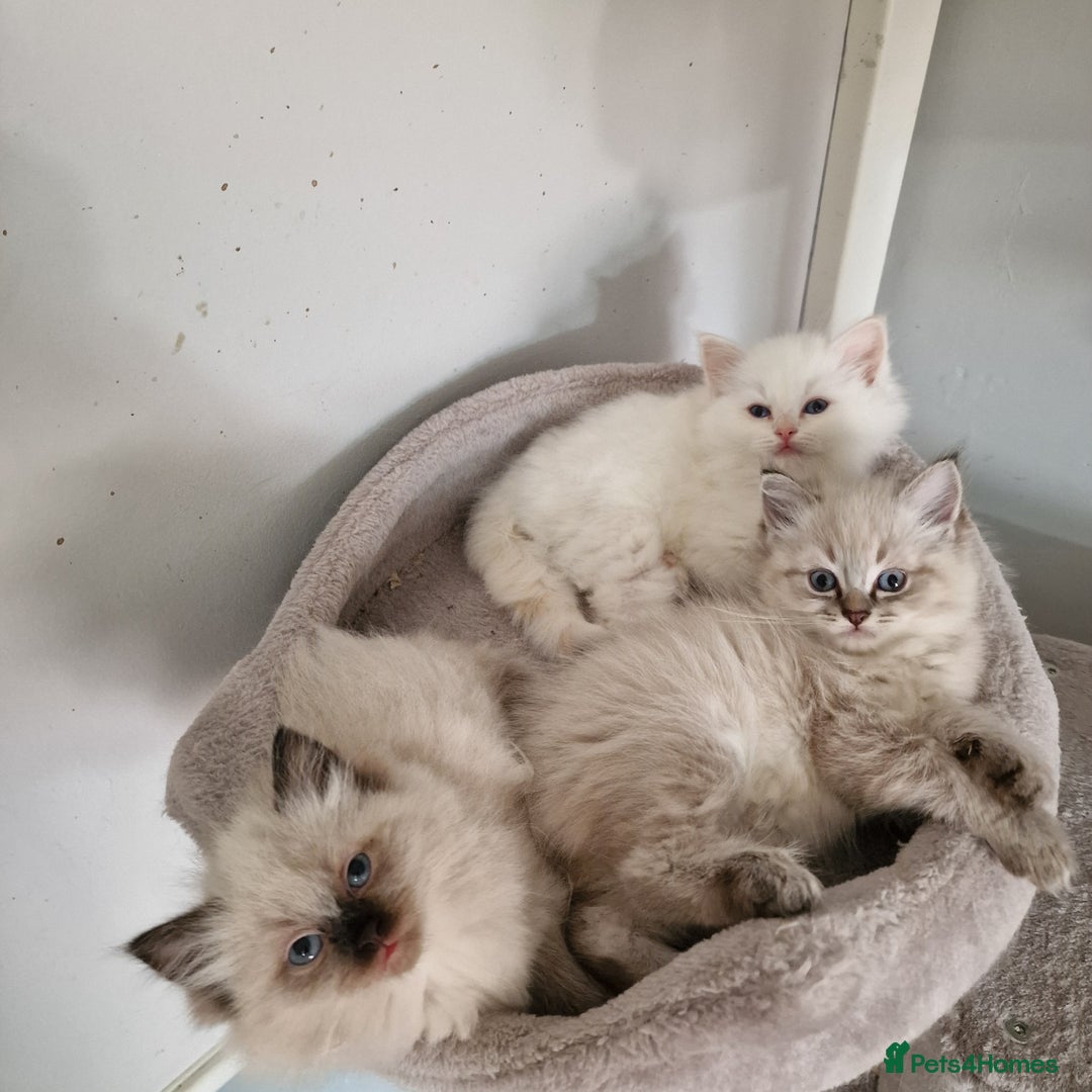 Ragdoll cats for sale: Pure loving ragdool ready for new home  - Image 20