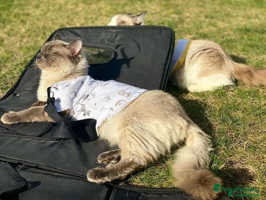 Ragdoll cats for stud: Pure Ragdoll stud in London - Advert 6